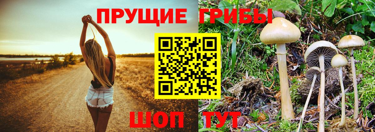 Псилоцибиновые грибы Magic Shrooms Курчалой